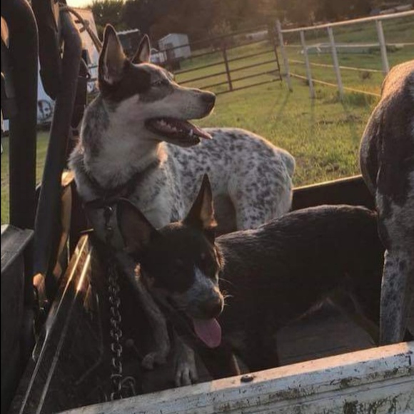 🔥🔥🔥 🐾🐾DISCLOSURE  - I ADMIT IT!!! 🐾🐾🔥🔥🔥 - Picture 6 of 7